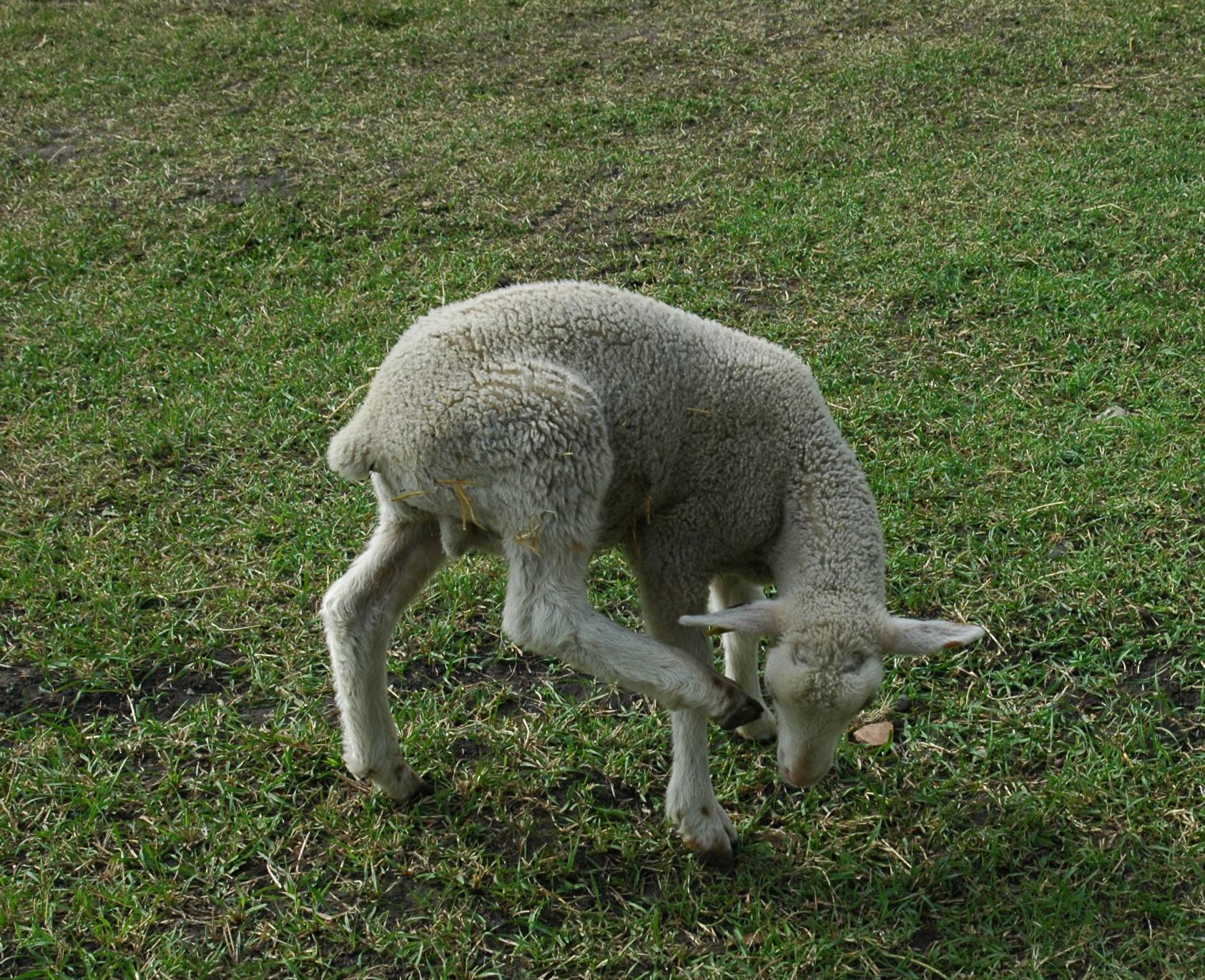 Lamb