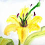 A Lily