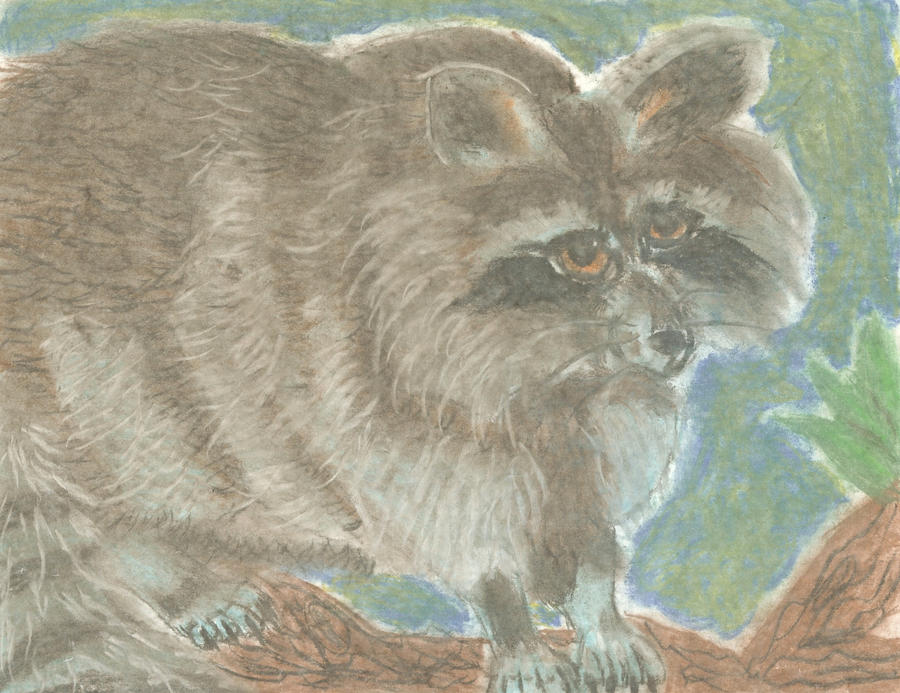 A Fat Raccoon by Daryl-the-cartoonist on DeviantArt