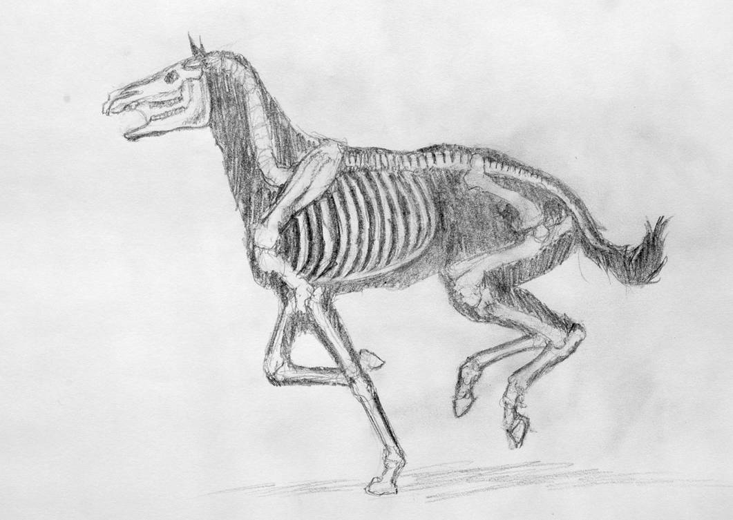 Horse Skeleton by Poniker on DeviantArt