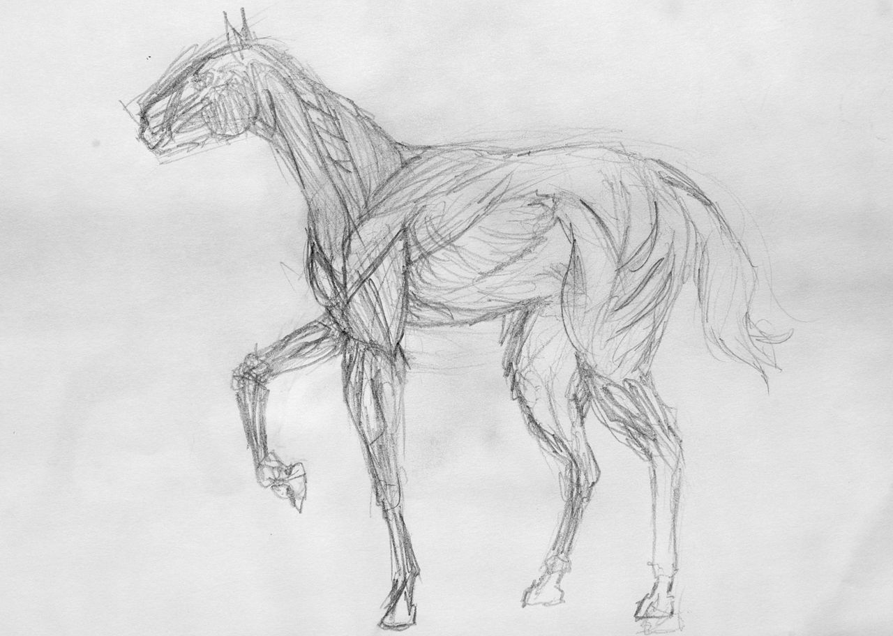 Horse Musculature