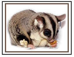 Sugar Glider Nummies