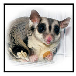 Cheeky Sugar Glider