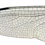 large dragonfly wing stock (cut out) .png