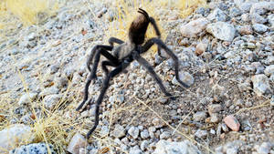 Desert Tarantula