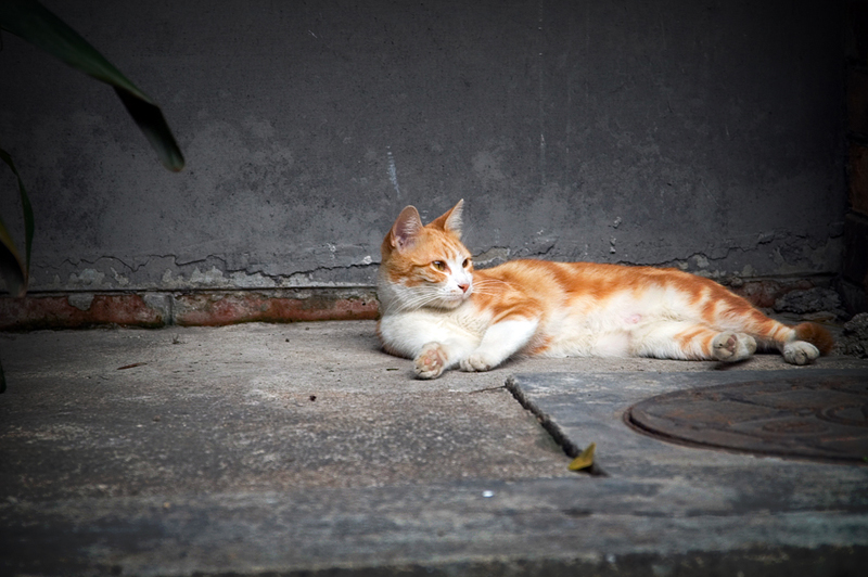 Street Cat