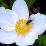 Hoverfly and flower