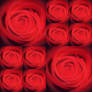 Roses..4..Ans
