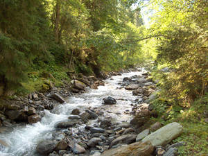 River in the forest