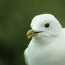 Common Gull