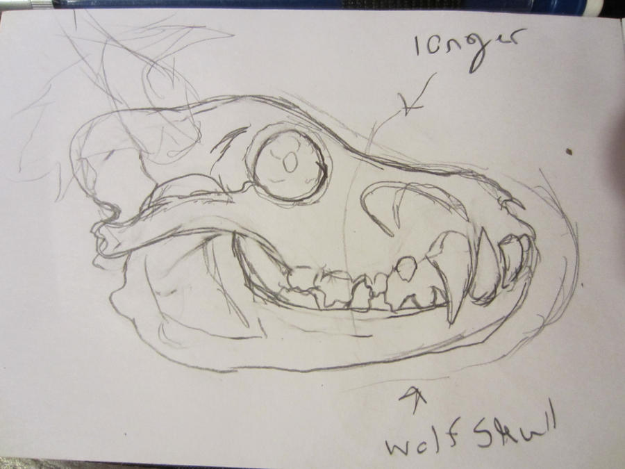 dog skull sketch