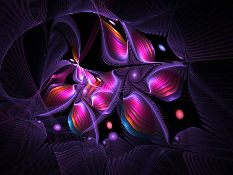 Apophysis Polymorphism by Gibs