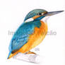 Alcedo atthis - Kingfisher