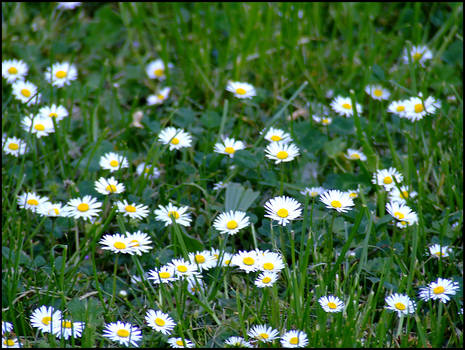 White 'n Green