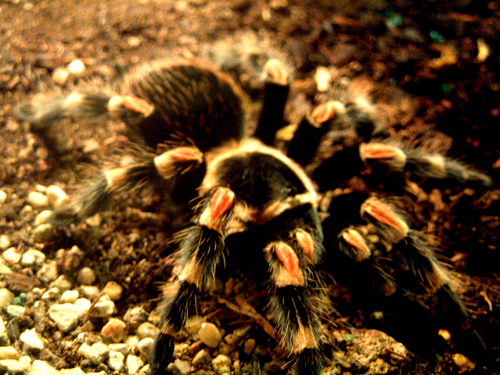 tarantula