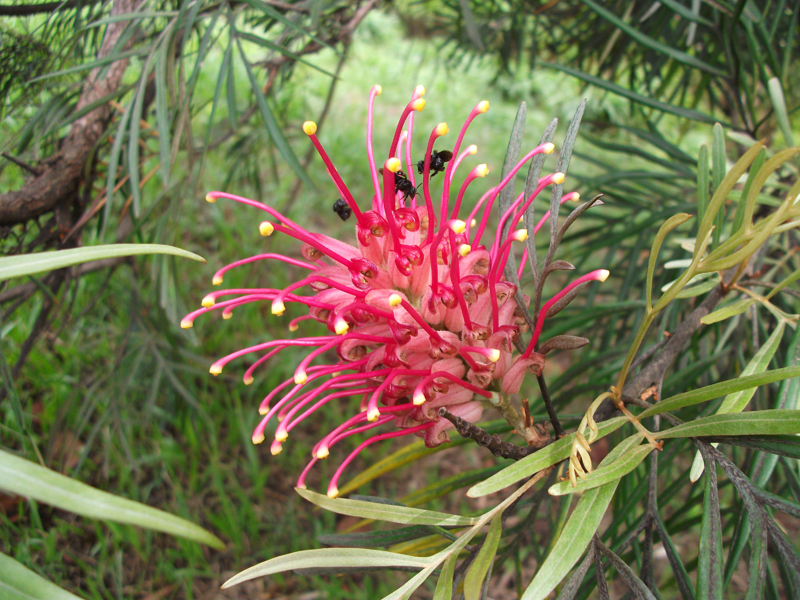 Flor e abelhas