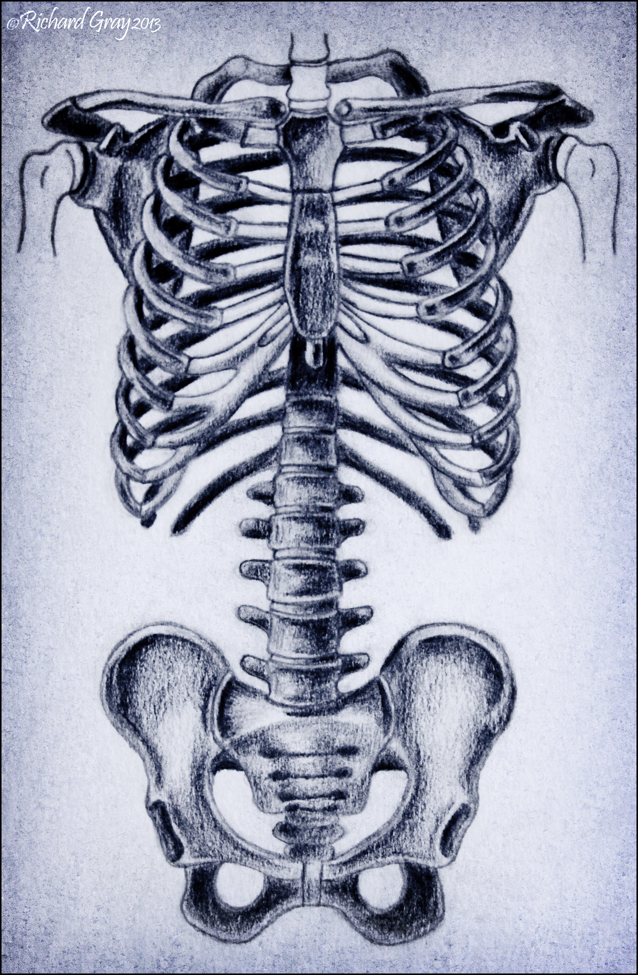 The Human Ribcage, Spine and Pelvis