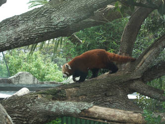 Red Panda 01