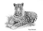 leopard by vijayshrimali-art