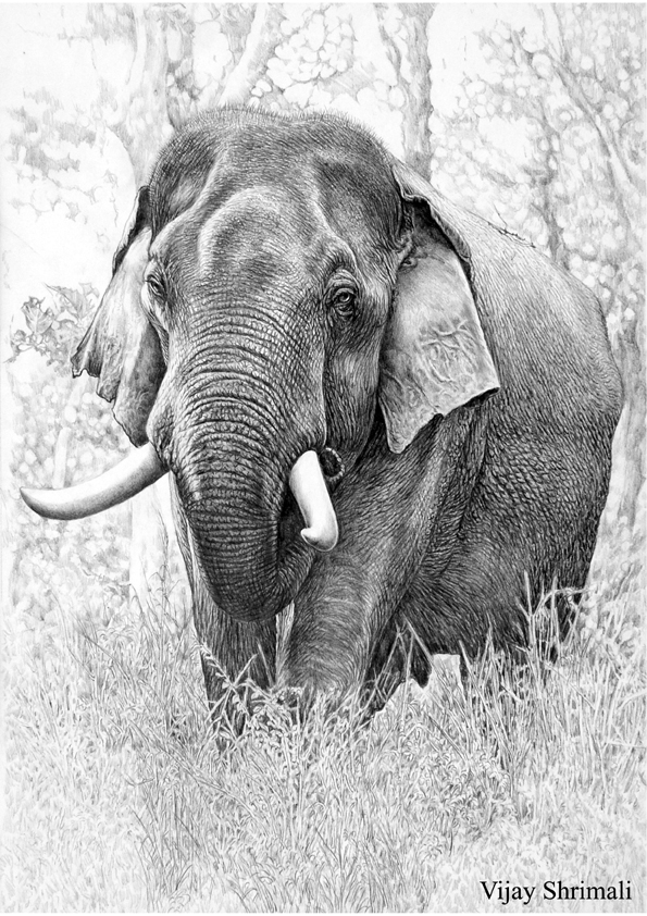 asiatic elephant