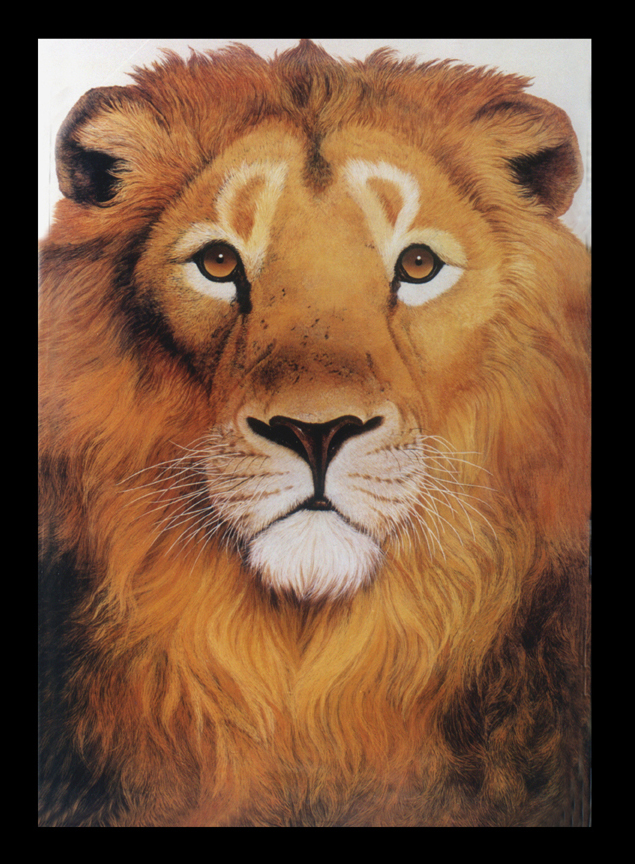 asiatic lion