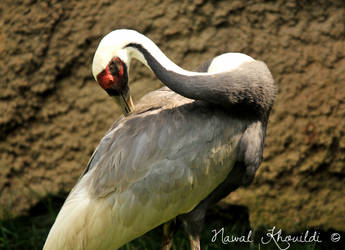 White-Naped Crane by NawalAckermann