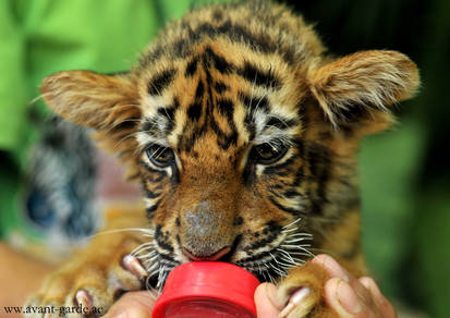 Baby Tiger