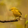 Yellow Warbler