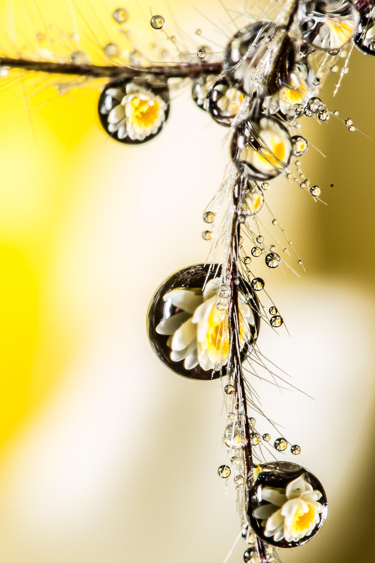 Refracted Waterlily