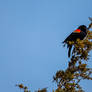 Red Wing Black Bird