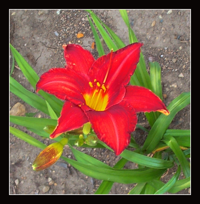 Red Lily