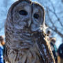 Barred Owl