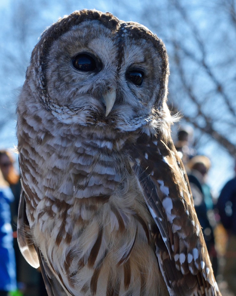 Barred Owl