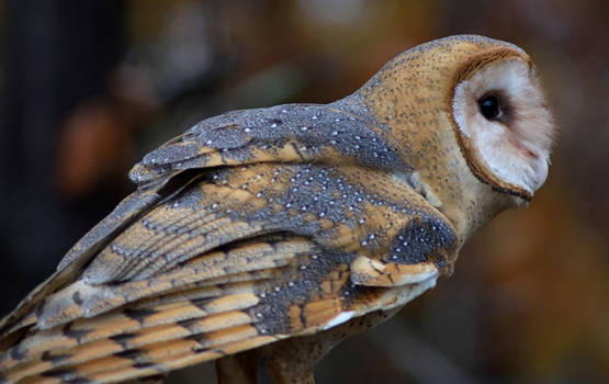 Barn Owl