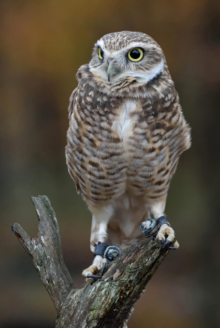 Burrowing Owl II