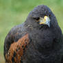 Harris's Hawk