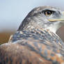 Ferruginous Hawk IV