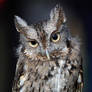 Eastern Screech Owl III