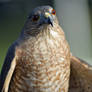 Sharp-shinned Hawk