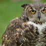 Great Horned Owl II