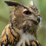 Eurasian Eagle Owl III