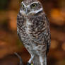 Burrowing Owl IV