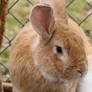 Palomino Rabbit