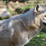 Eastern Timber Wolf