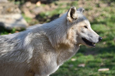 Eastern Timber Wolf