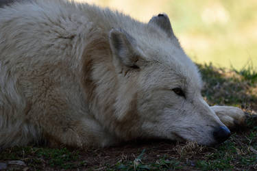 Eastern Timber Wolf II