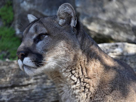 Puma Mountain Lion Cougars On Save The Tiger Deviantart -