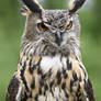 Eurasian Eagle Owl