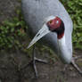 Sarus Crane