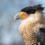 Crested Caracara